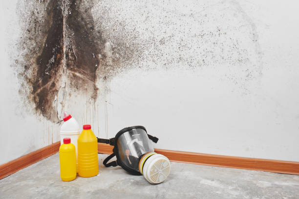 Best Mold Removal Process  in Braska City, NE