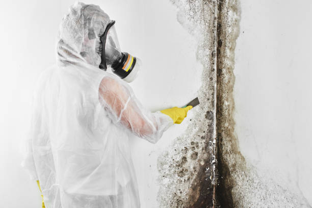 Best Residential Mold Removal  in Braska City, NE
