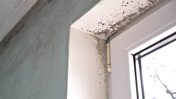 Best Crawl Space Mold Removal  in Braska City, NE