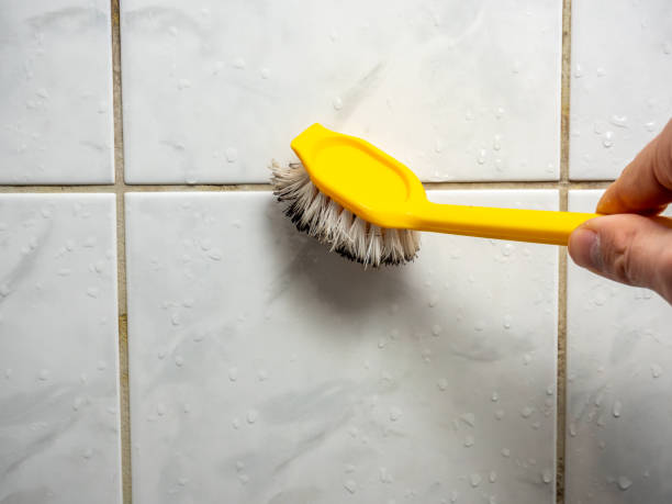 Best Mold Damage Repair  in Braska City, NE