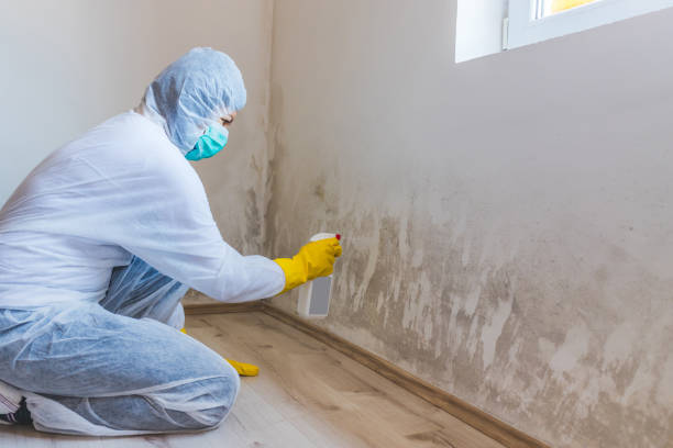 Mold Removal Process in Nebraska City, NE