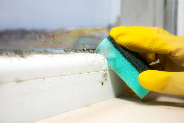 Best Mold Remediation Services  in Braska City, NE