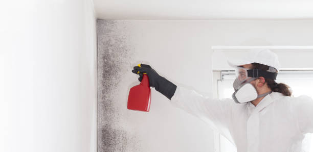 Professional Mold Removal in Nebraska City, NE