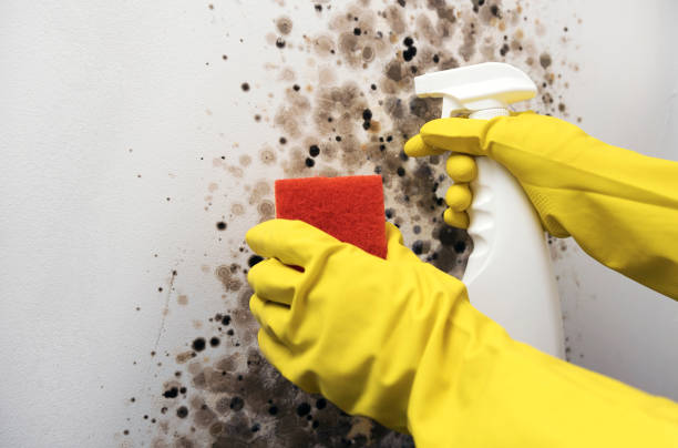 Home Mold Removal in Nebraska City, NE