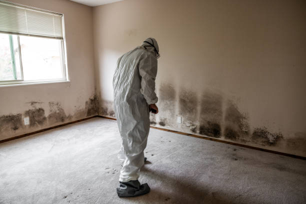Best Certified Mold Removal  in Braska City, NE