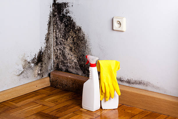 Best Local Mold Removal Service  in Braska City, NE