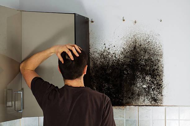 Best Toxic Mold Removal  in Braska City, NE